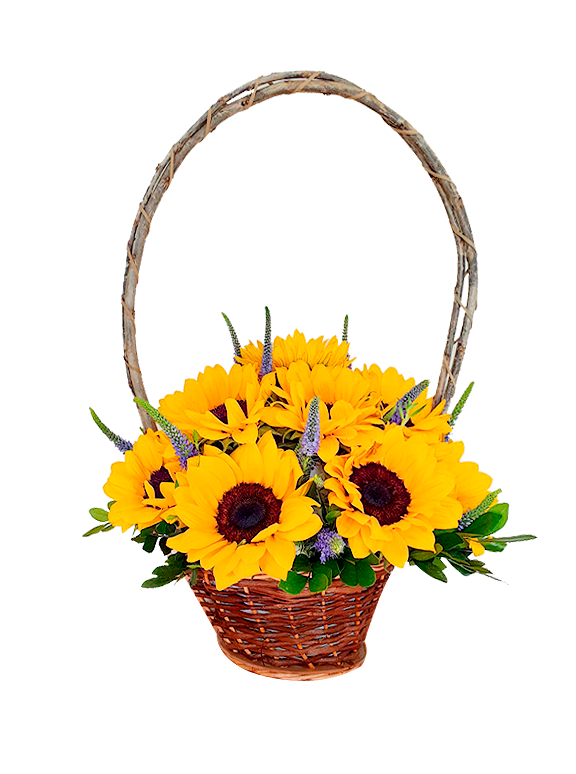 GIRASOL