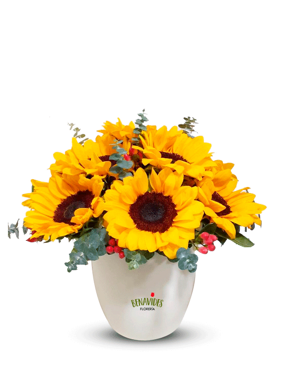 girasol